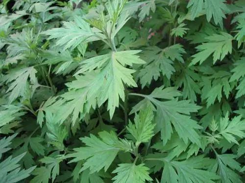 微信圖片_20190305102356.jpg 微信圖片_20190305102356.jpg